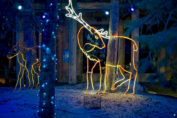 Struggling to Capture Christmas Lights at the Toledo Zoo